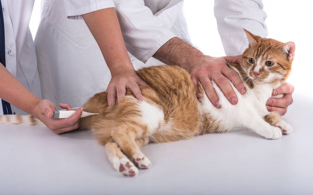 Veterinario che misura la temperatura a un gatto