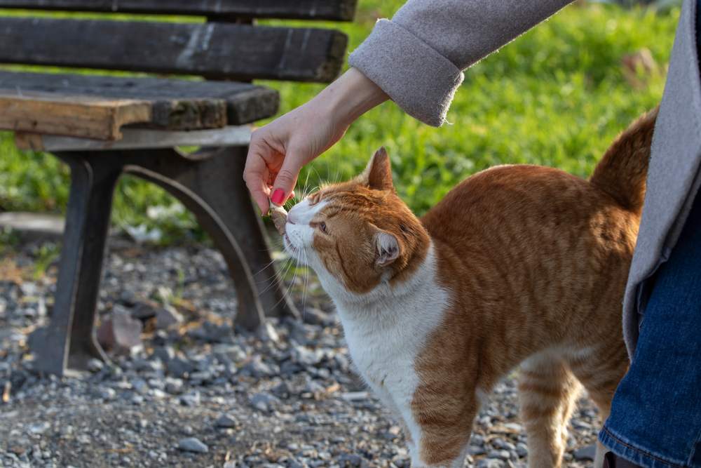 La donna nutre un gatto randagio