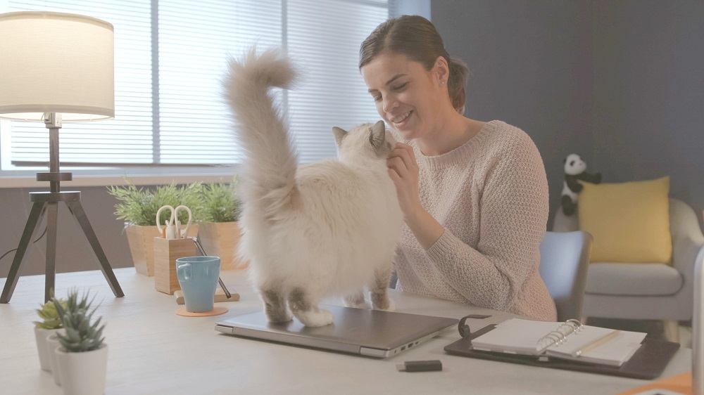 Donna seduta alla scrivania a casa e coccola il suo bellissimo gatto