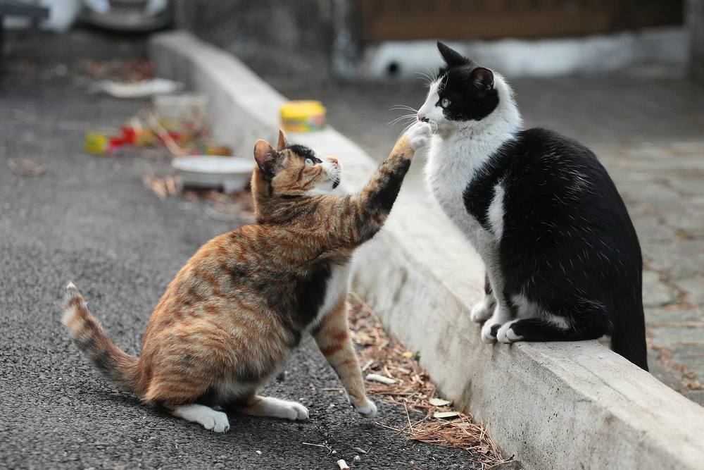 un gatto che si avvicina a un amico seduto