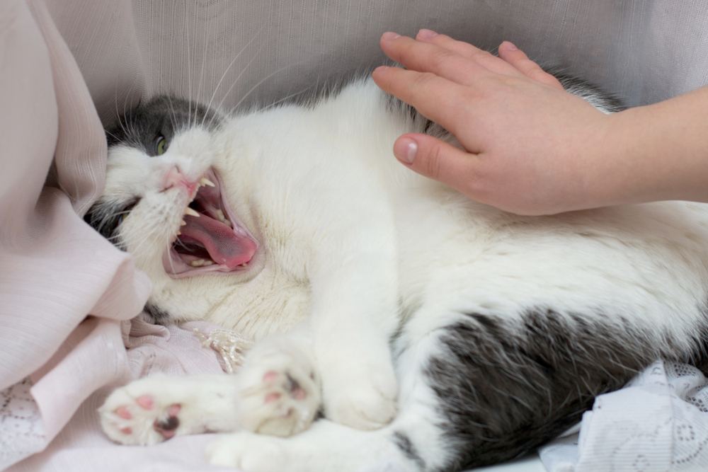 un gatto pazzo e la mano del proprietario che cerca di accarezzarlo