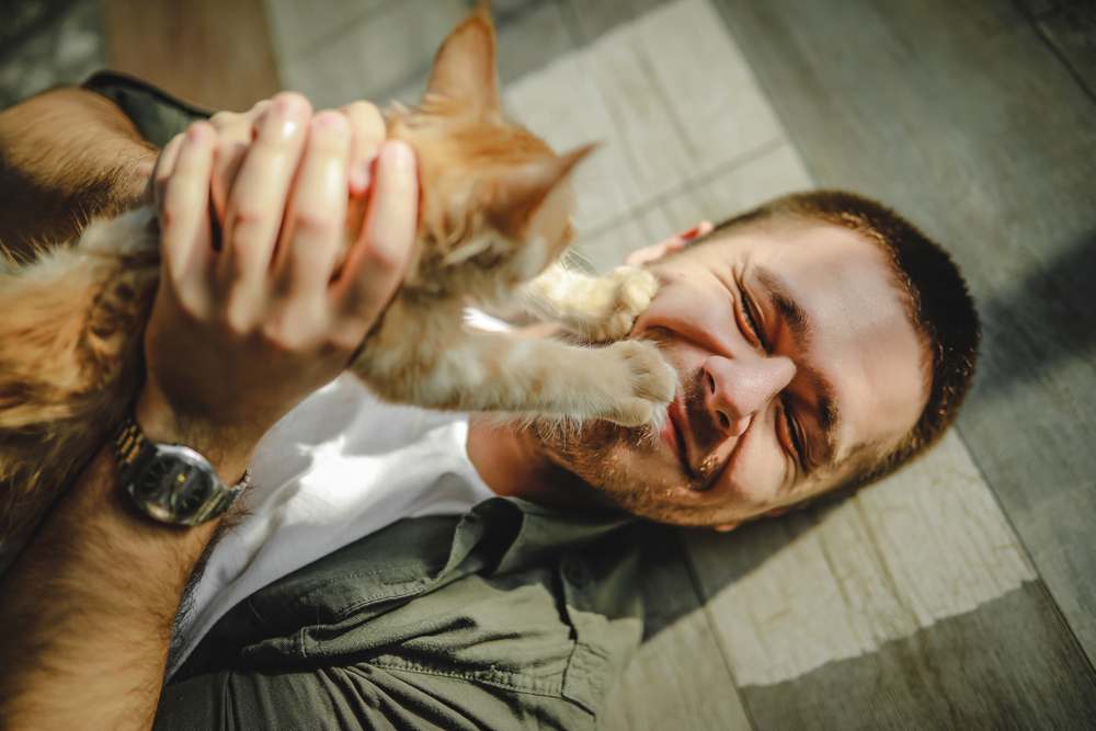 un ragazzo si sdraia sul pavimento e abbraccia i gatti maine coon