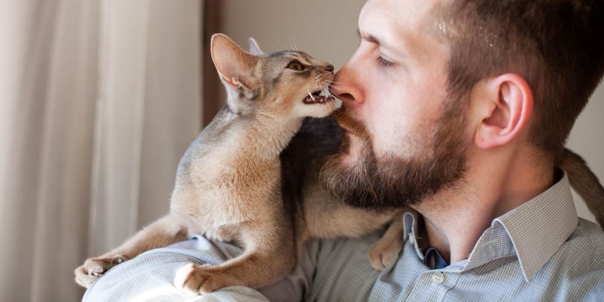 Un gattino abissino mordicchia giocosamente il naso di un uomo barbuto, mostrando un delizioso momento di interazione e affetto tra le specie.