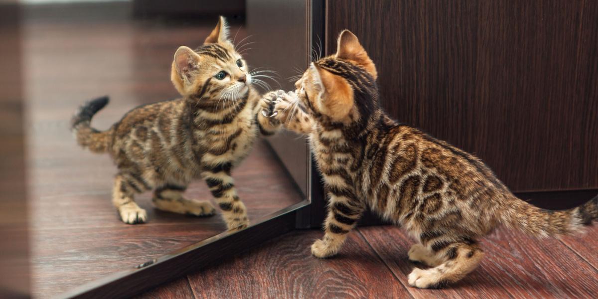 gattino bengala che si guarda allo specchio