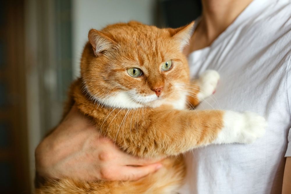 Ritratto di un grosso e paffuto gatto rosso.