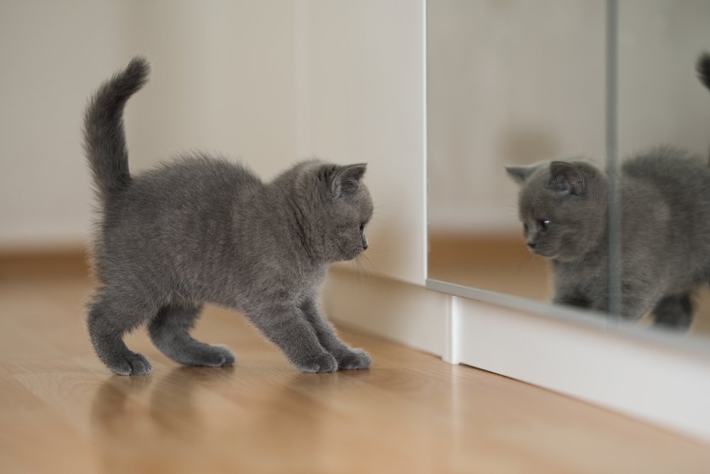 gattino blu British Shorthair che si guarda allo specchio