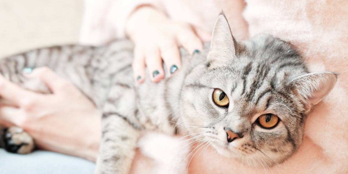 Un gatto British Shorthair che guarda attentamente, il suo muso rotondo e gli occhi accattivanti riflettono il fascino particolare della razza e la sua caratteristica curiosità.