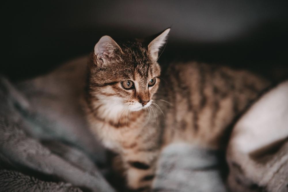 Un'immagine che ritrae un gatto marrone con lo sguardo attento, che distoglie lo sguardo dalla fotocamera.