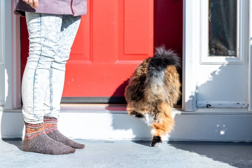 gatto calico maine coon che corre dentro casa