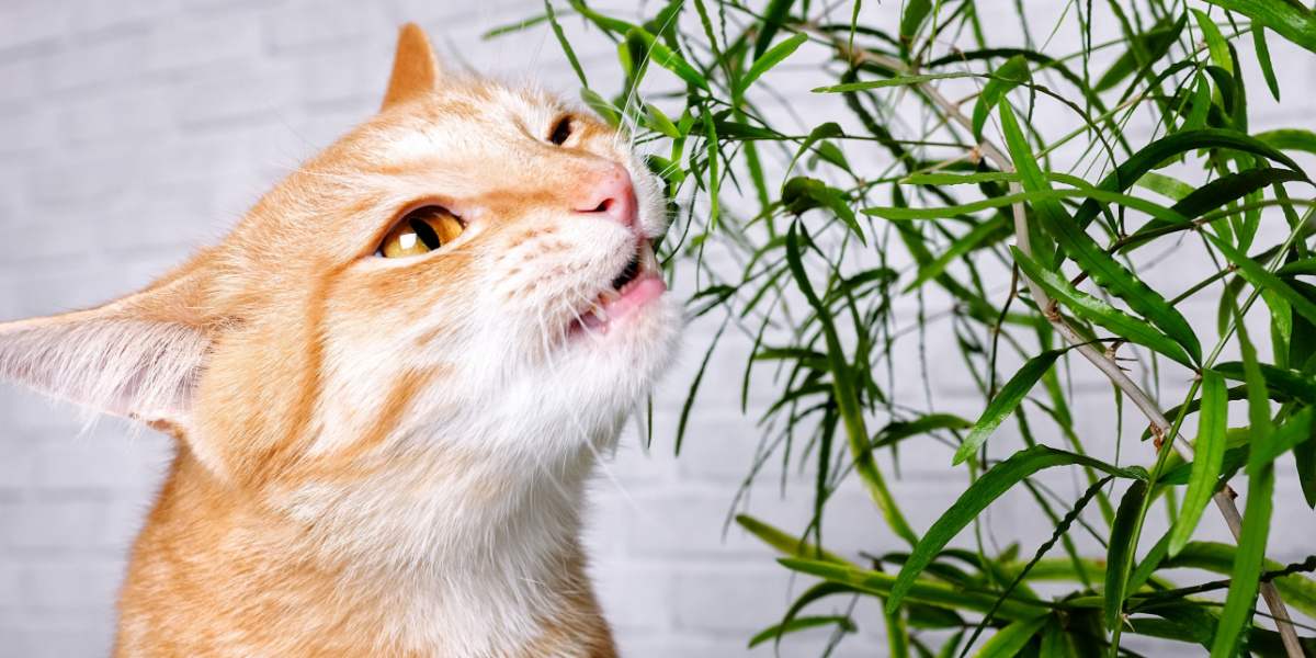 Un'immagine che mostra l'interazione di un gatto con una pianta verde, riflettendo la sua natura curiosa e l'esplorazione del suo ambiente.