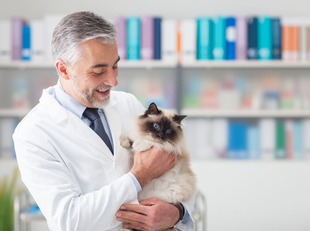 Gatto alla clinica veterinaria.