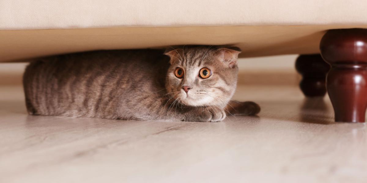 Gatto timido che cerca rifugio sotto i mobili in un ambiente domestico. L'immagine cattura un felino cauto, che probabilmente si sente al sicuro mentre è nascosto.