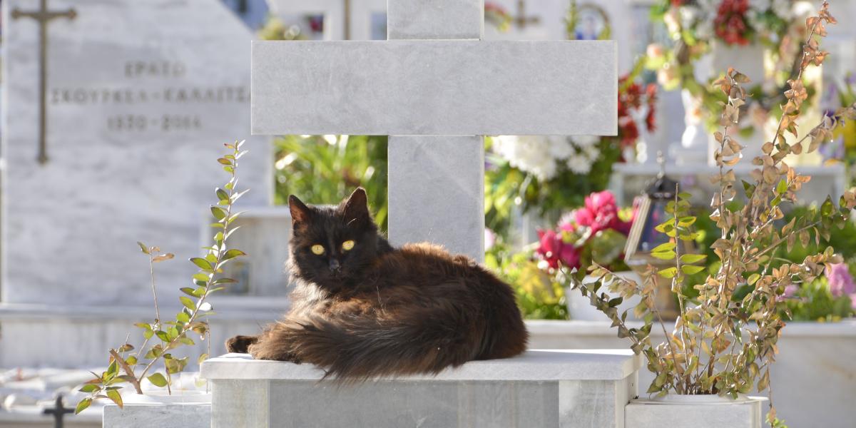 gatto al cimitero