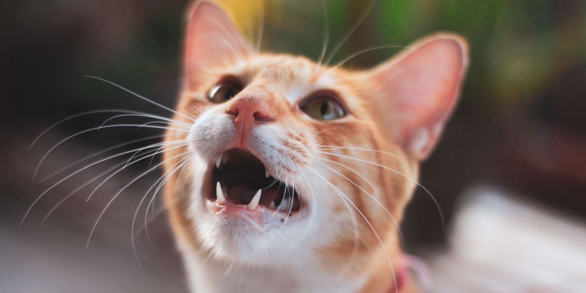 L'immagine cattura un momento giocoso di un gatto che vocalizza per ottenere dei dolcetti, evidenziando la loro interazione ed eccitazione.