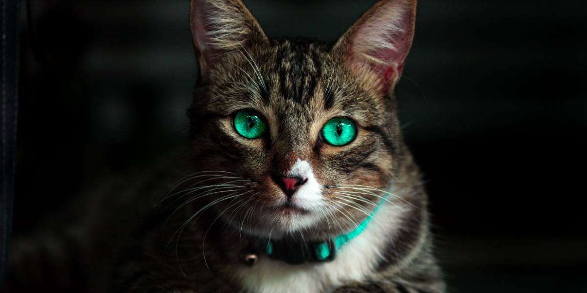 Un misterioso gatto nero con affascinanti occhi verdi luminosi, che evocano un'aura incantevole e accattivante.