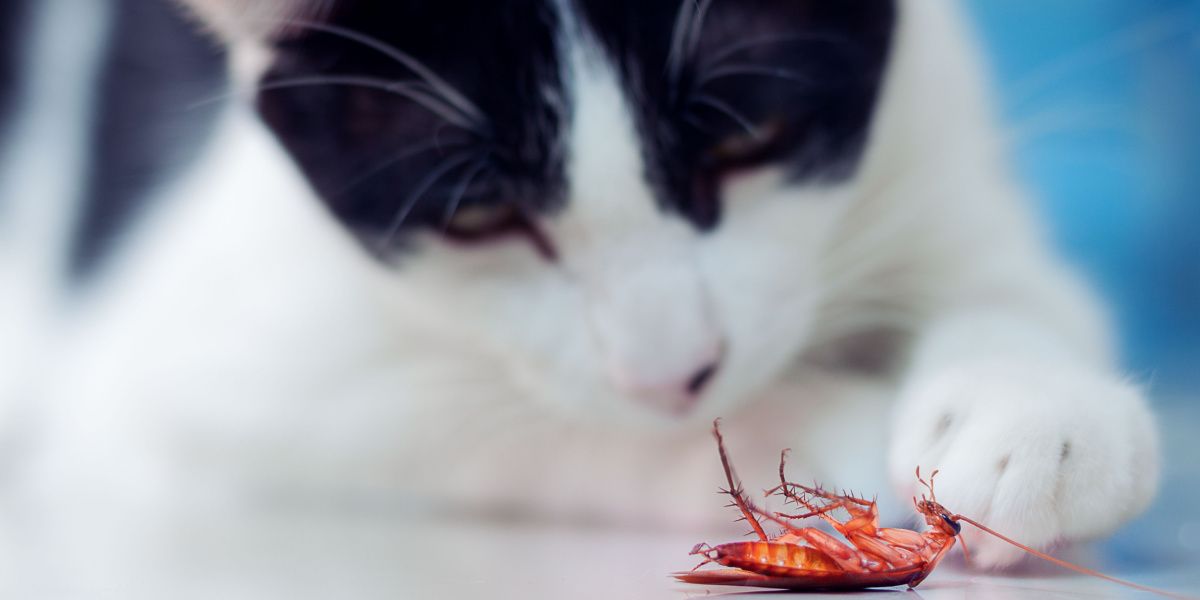 Un'immagine che raffigura un gatto e uno scarafaggio, che probabilmente raffigura l'interazione del gatto con l'insetto.