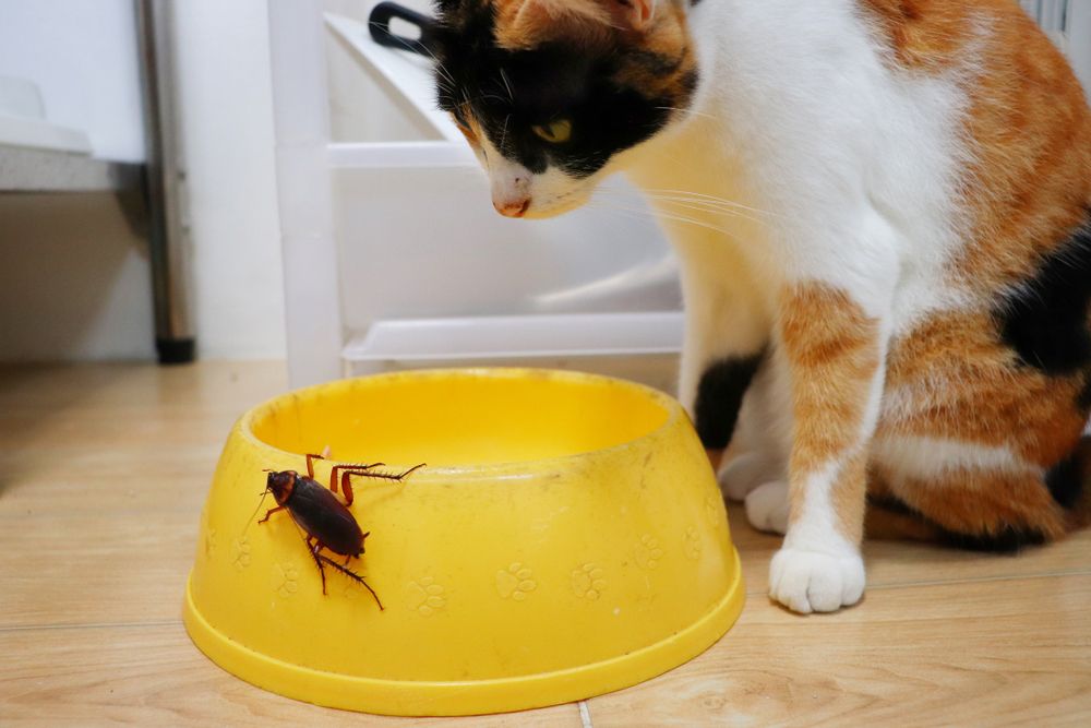 scarafaggio sulla ciotola gialla e il gatto la fissa