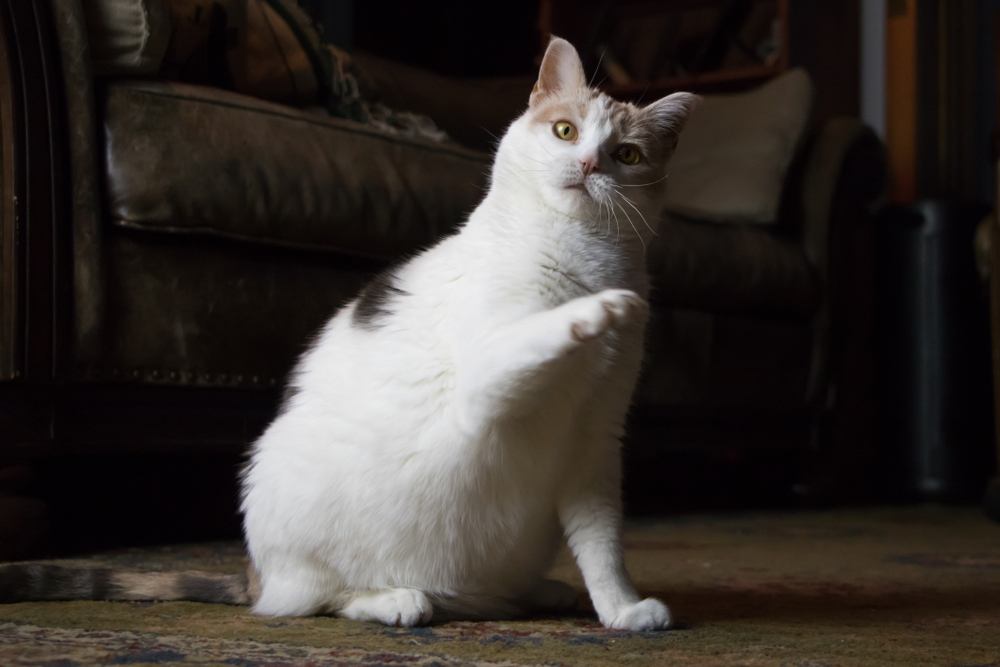 Un'immagine divertente che ritrae un gatto confuso con una zampa sollevata in atteggiamento interrogativo, a dimostrazione della natura curiosa e indagatrice del felino mentre esplora l'ambiente circostante.