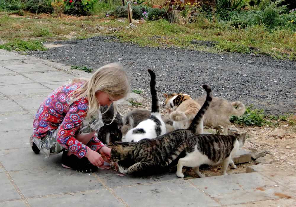 ragazza che dà da mangiare ai gatti randagi