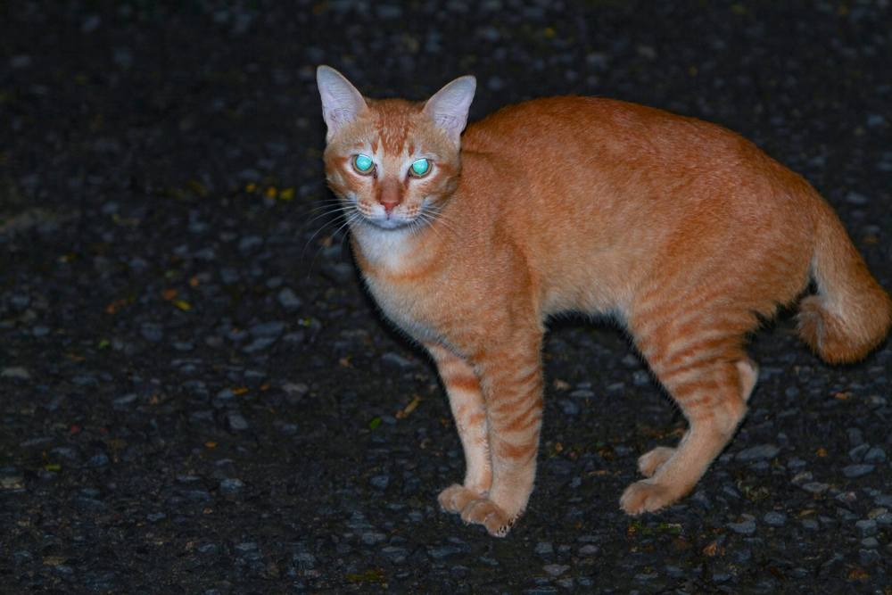 occhi di gatto arancioni luminosi di notte