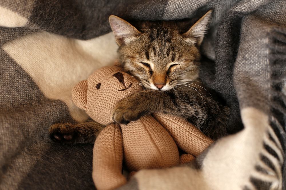 gattino grigio che dorme su una coperta di lana scozzese grigia che abbraccia un giocattolo lavorato a maglia