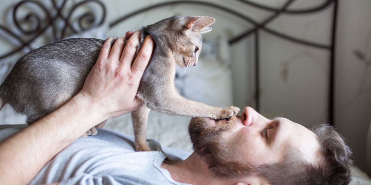 Un uomo gioca con il suo gatto grigio su un letto.