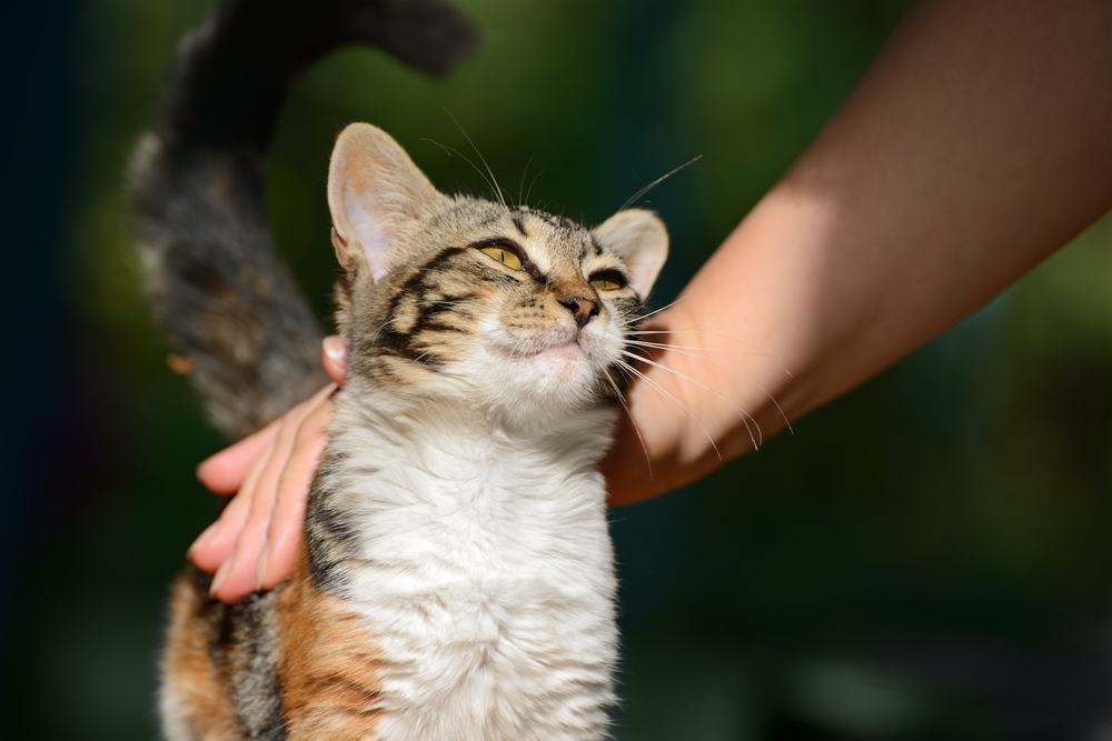 uomo che accarezza un piccolo gattino