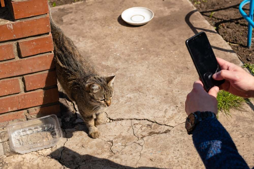 l'uomo scatta foto al gatto randagio