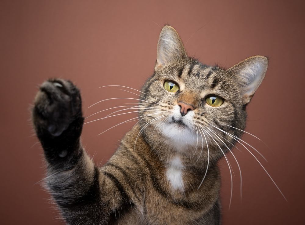 giocoso gatto soriano a pelo corto che alza la zampa per raggiungere la telecamera