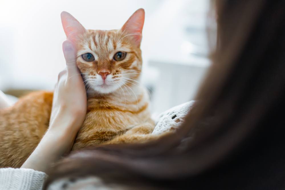 Un gatto rosso si è accoccolato comodamente tra le braccia di una bambina, condividendo un momento di connessione e compagnia, esemplificando il legame speciale che può esistere tra gli esseri umani e i loro amici felini.