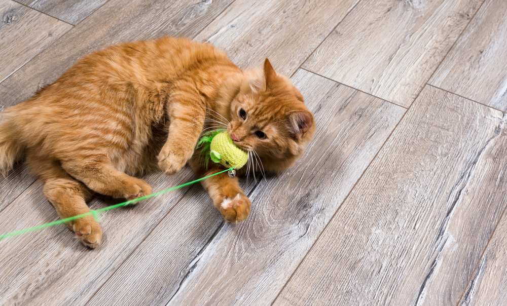 gatto rosso che gioca con un giocattolo