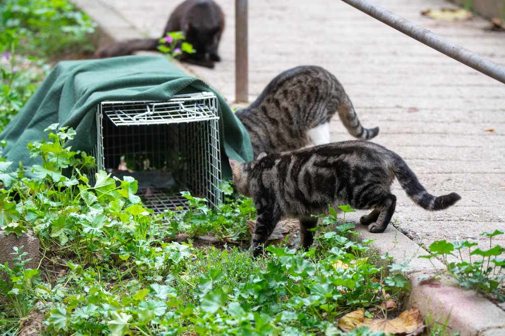 gatti randagi che vanno in una trappola per cibo