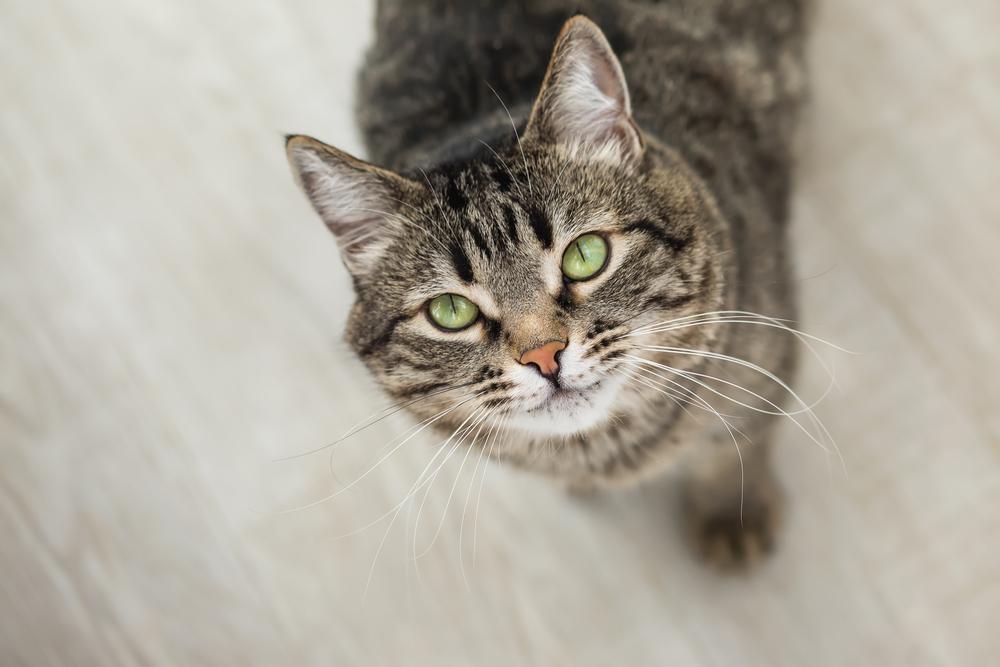 gatto a strisce con gli occhi verdi guarda in alto