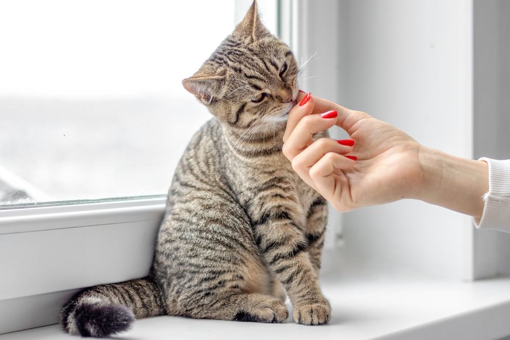 gatto soriano bellissimo adorabile gattino