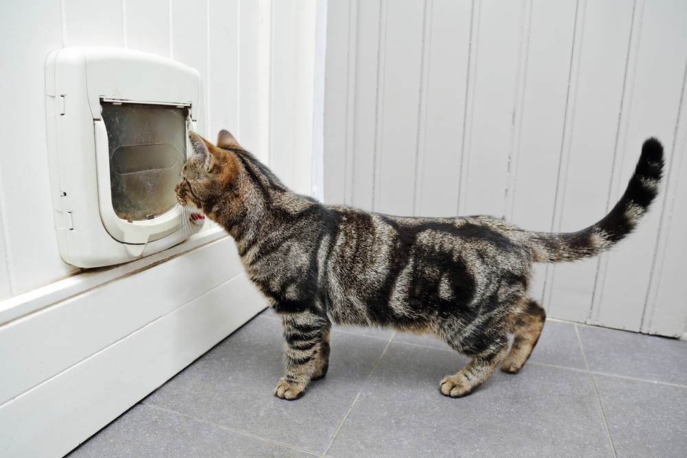 gatto soriano in una casa davanti a una porta con gattaiola