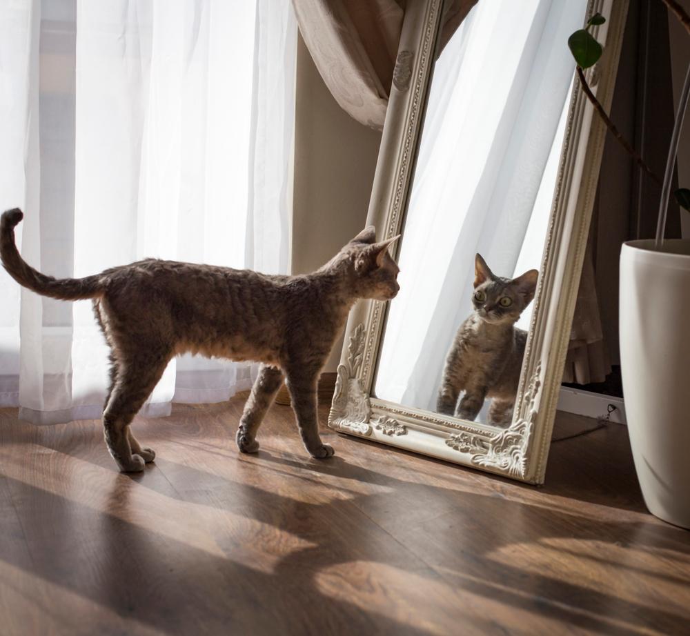 il gatto si guarda allo specchio ed è molto sorpreso