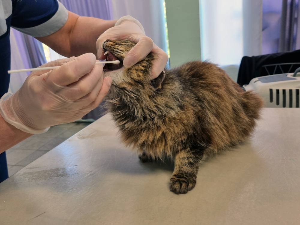 veterinario in una clinica veterinaria, esegue test PCR per l'infezione