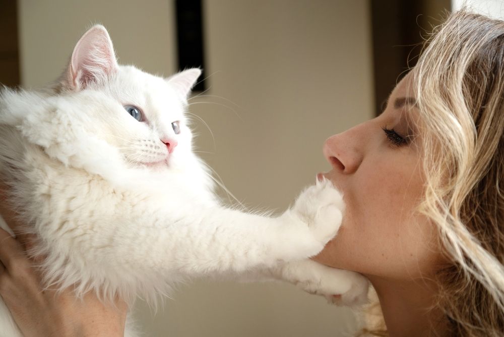 gatto bianco e soffice che tocca il viso della donna con la zampa