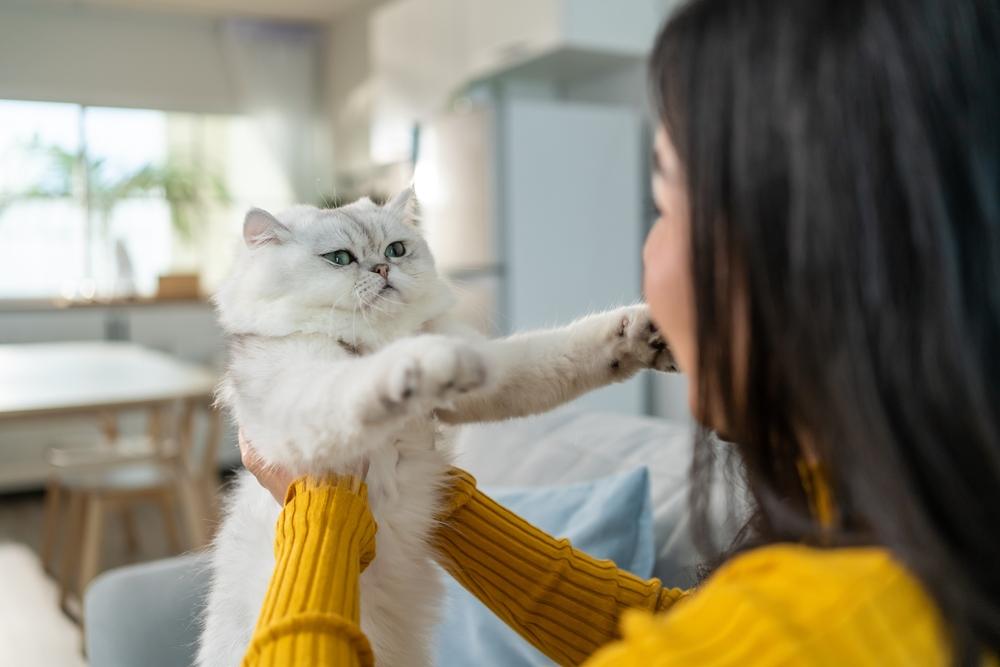 donna che tiene in braccio e gioca con il suo piccolo gatto con felicità