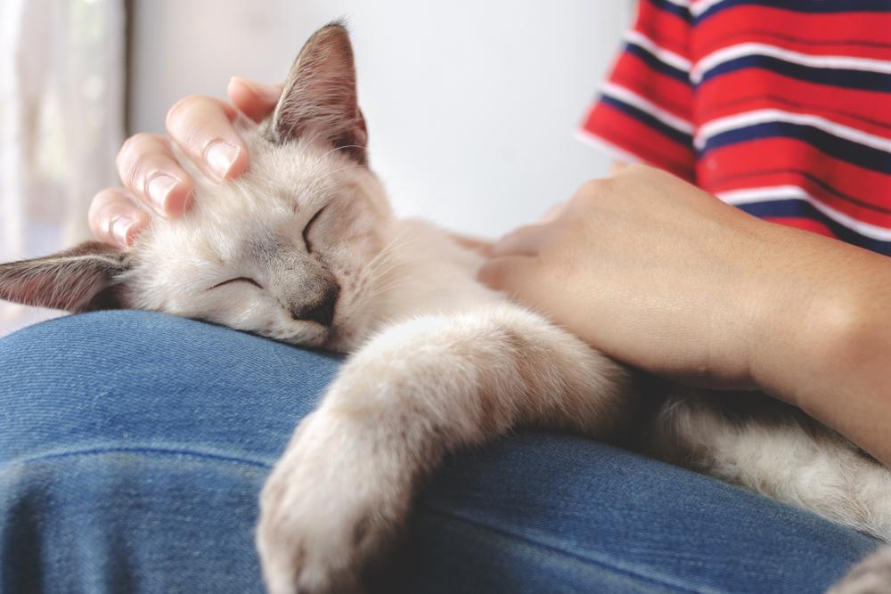 donna che tiene in braccio un piccolo gatto bianco mentre dorme