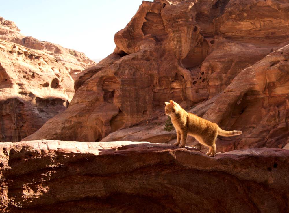 gatto giallo in posa sullo sfondo di roccia gialla