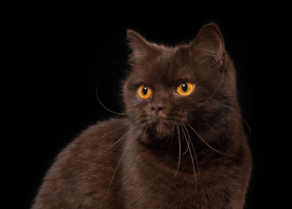 Un giovane gatto britannico color cioccolato fotografato su uno sfondo nero, che mette in mostra il suo folto pelo e la sua espressione curiosa.