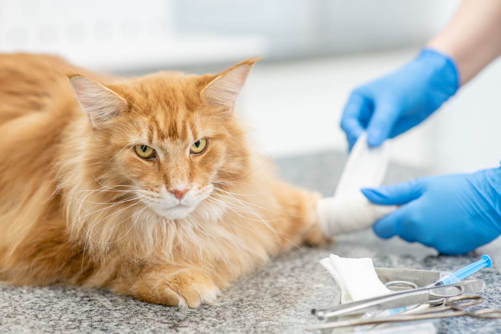 Un'immagine che mostra un veterinario che fascia con cura la zampa di un gatto Maine Coon adulto, evidenziando l'importanza di cure e attenzioni mediche adeguate.