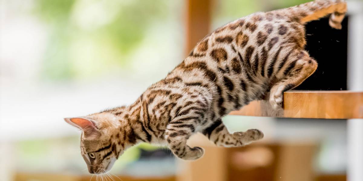 Gattino del Bengala che salta giù dal tavolo della cucina