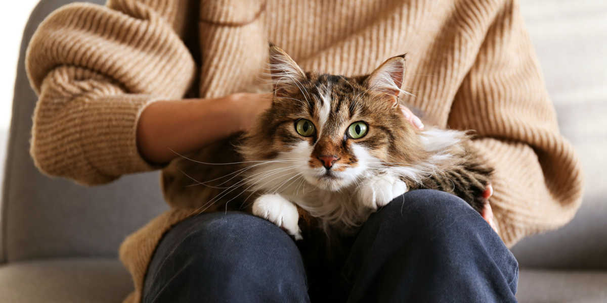 Perché il mio gatto mi ha fatto la pipì addosso?