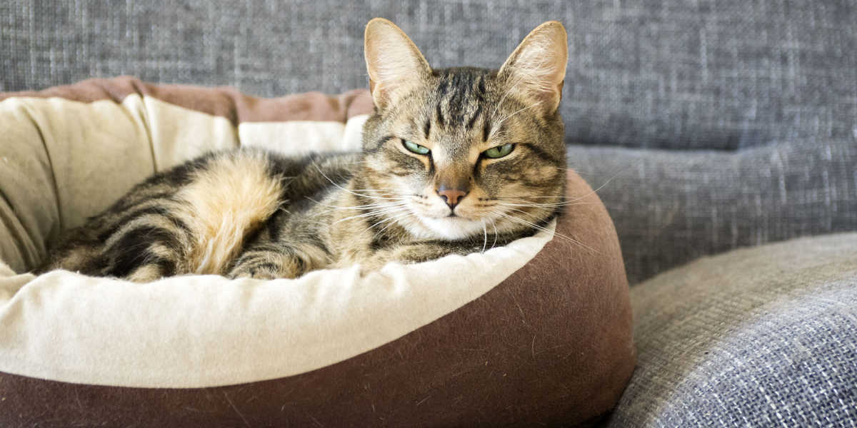 Un'immagine di un gatto che giace pacificamente in un letto accogliente. Il gatto riposa comodamente con gli occhi chiusi e il suo linguaggio del corpo trasuda relax.