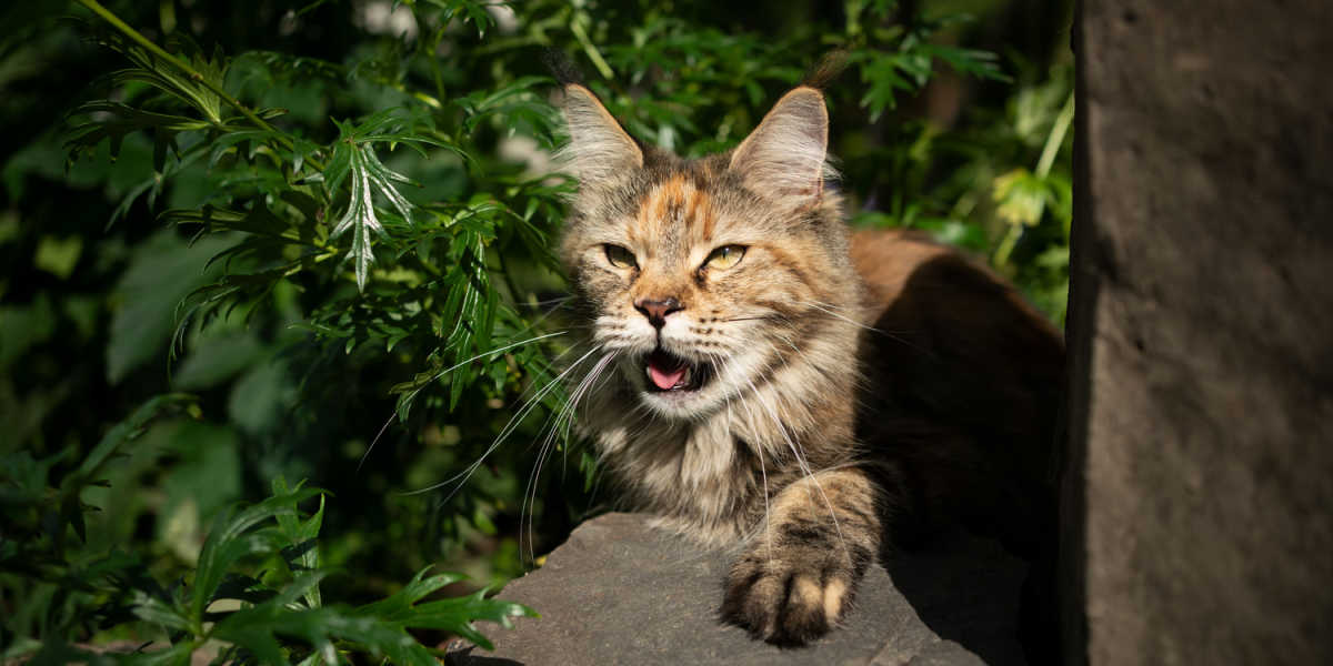 Gatto che ansima e ha difficoltà a respirare