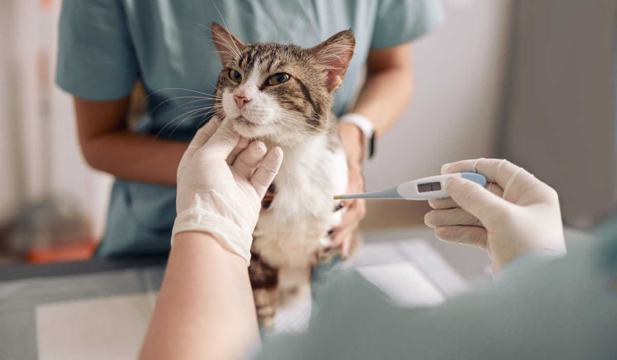 Gatto malato a temperatura veterinaria