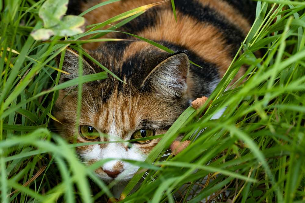 Gatto nascosto dietro i cespugli.