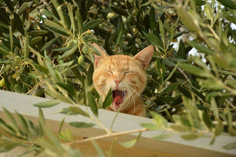 Gatto in un giardino